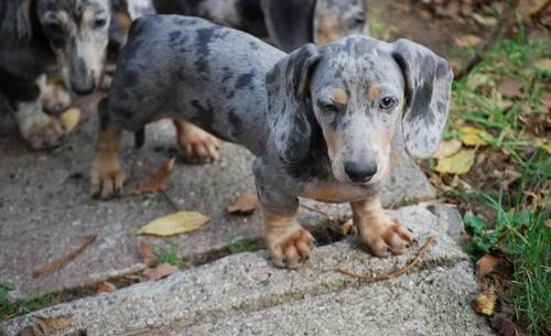 blue and tan dapple dachshund